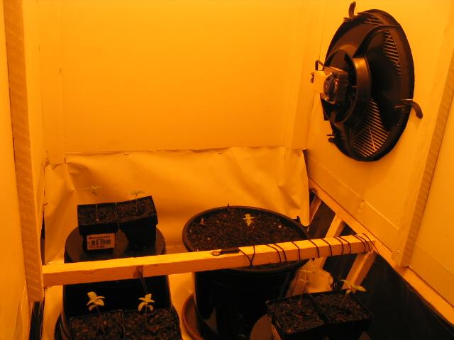 they are getting fresh air blown on to them with my 250mm fan