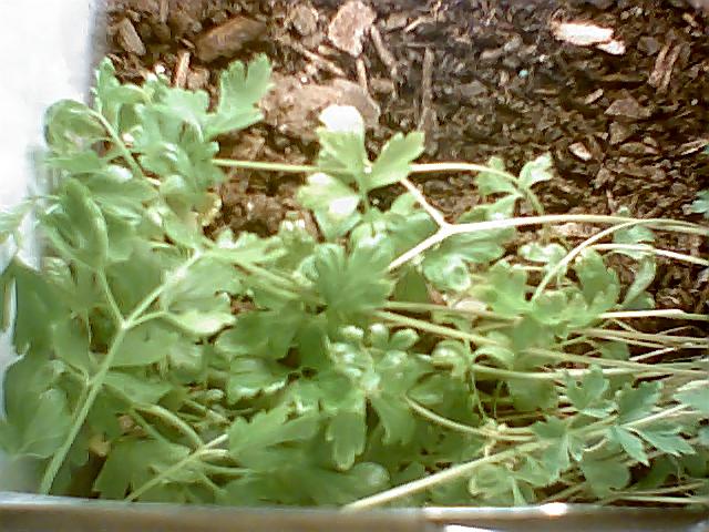 this is all thats left from my other crop used to have peppers.now theres weed