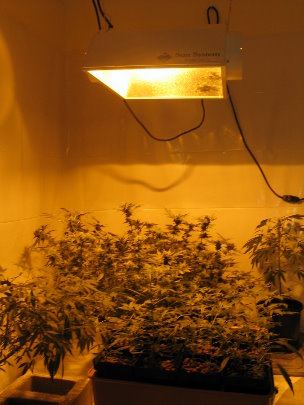 new grow room