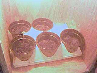 bottom left plant 4 days old other 4 plants just planted.
