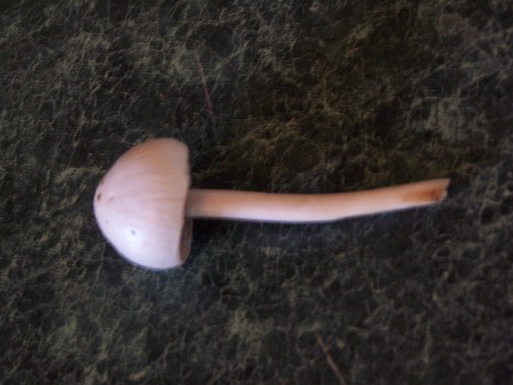 i found this mushroom on a pile of horseshit.