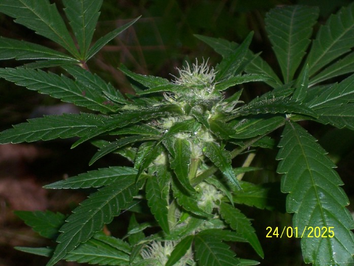 pic 3