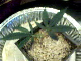 my second clone ever taken.. I took from my first outdoor top. also told it would never survive since I haven't used root hormone yet and don't plan on it for bag seed