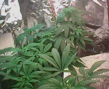 can't wait till flowering begeins