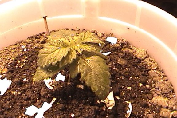 this seedling looks differnet from the rest i hope its good