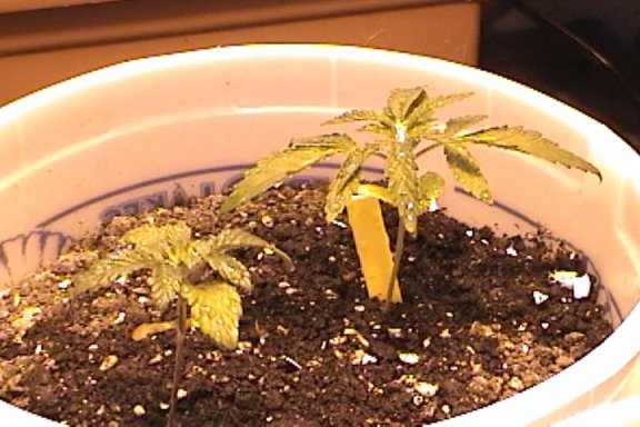 the right plant is just breaking ou the 5s