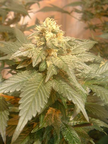 blueberry 42 days flowering