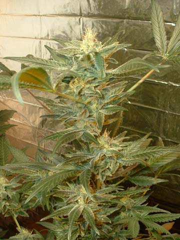 more ogre at 42 days