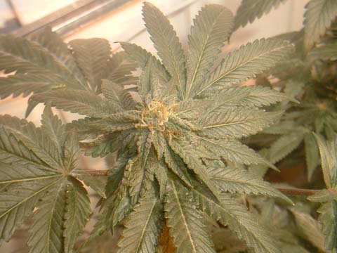 the kush bud at 38 days