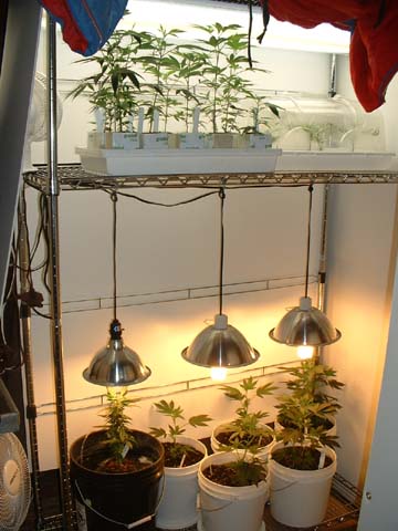 this is one of those metal shelving units with wheels on the bottom.  i think it's 4ft x 18 inches x 6ft tall. there's 3 hanging compact fluoros and the 4 tubes on the top.  