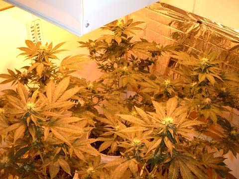 another pic at 22 days flower