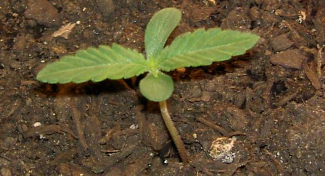 bag seed one week in soil