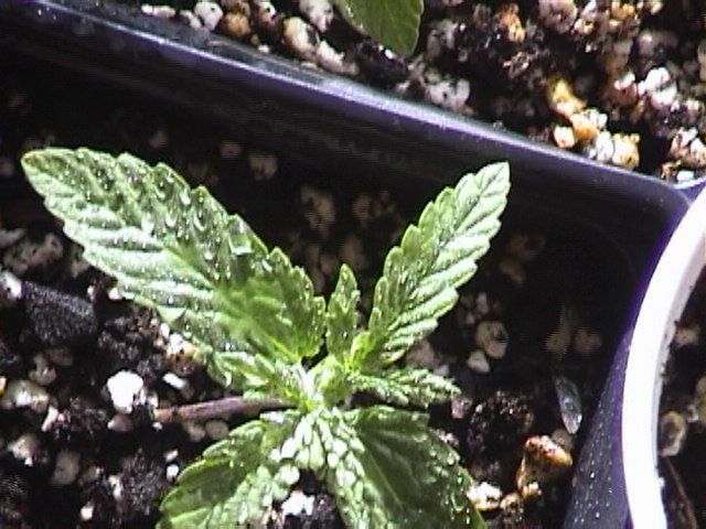 pure power plant at 11 days under 400 watt mh
