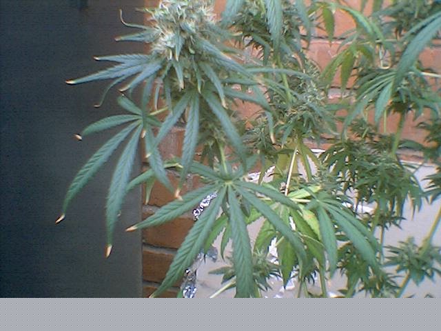 These buds taste very sweet and are very tacky.I used tomato booster for the flowering fert.