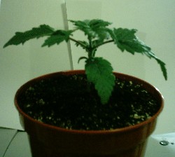 24 hours after repotting and it looks to be getting a bit better