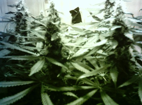 another pic