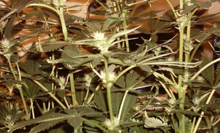 Close up of the buds