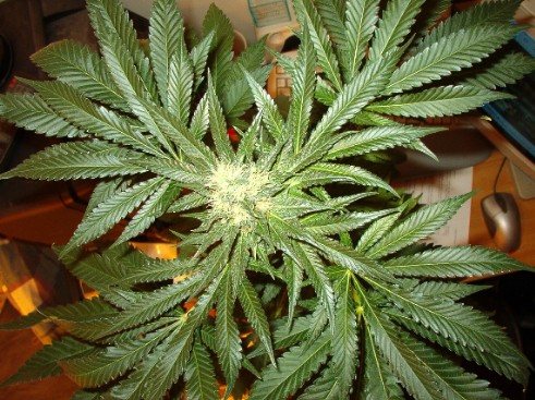 the other plant in flower, abvout day 35-40