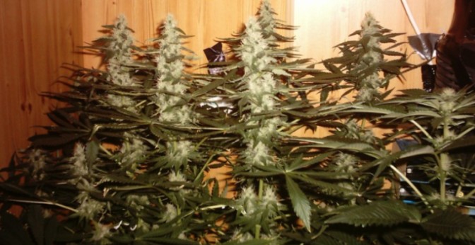 Filling out nicely now