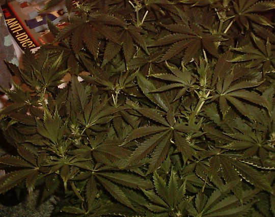 She has grown a lot since last pics were taken, and she has started properly budding with 14 tops on the canopy