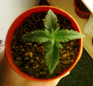 the smaller of the two plants which were started before the main batch