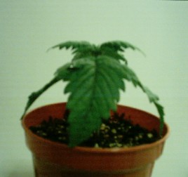 shes droopy :(