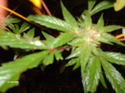 Both stems now have little buds on them, but no sign yet of any resin. I think we are about half way there.