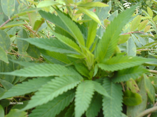 Well this is the last pic I took. Yesterday I unfortunately broke the whole top of the plant off. Wahhhhhh!!!