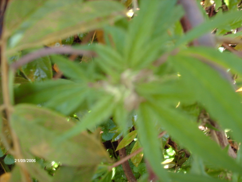 same plant different day lol