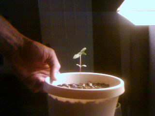 The oldest plant at 16 days here.
