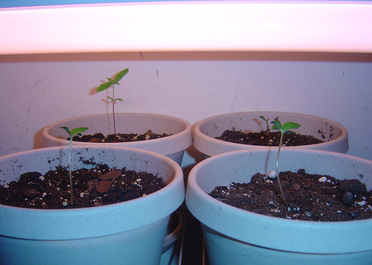 Picture of the 4 plants together.  The rear-left one is the oldest at 13 days old.  The rest are only about 4 days old.