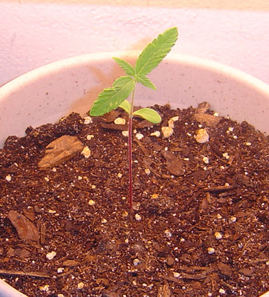 Picture of the oldest plants.  It's 13 days old here.