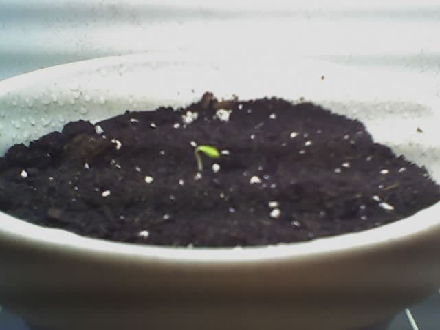 Tiny sprout from the first plant. Under flouro lighting.