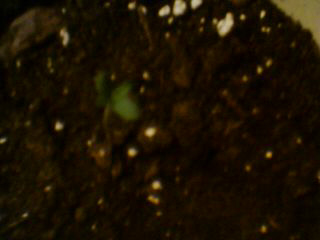 Day 2 for the sprout.