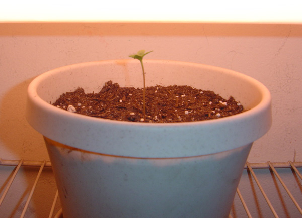Picture of the Sprout on Day 3, re-watered soil because it felt too dry.