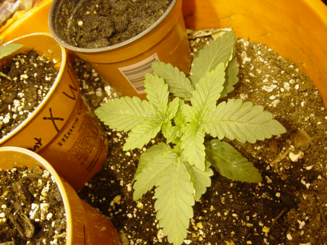 lil bigger...