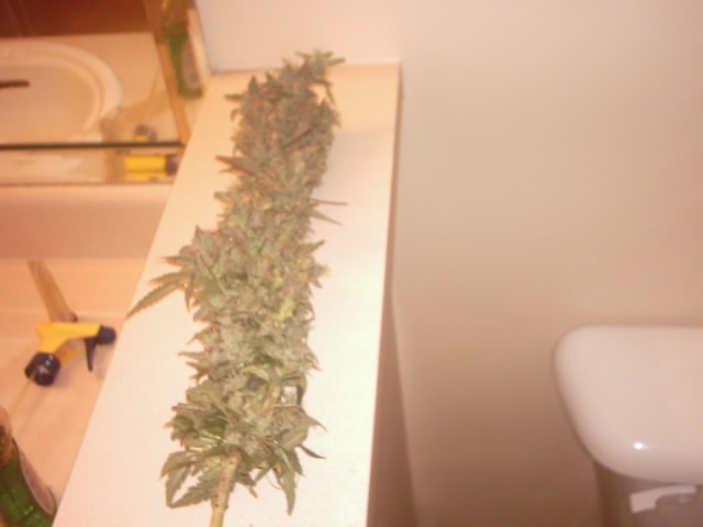 after chop - WP