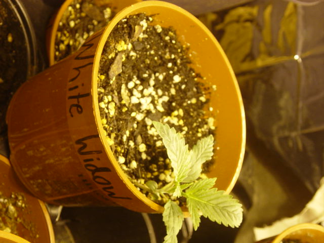 4 days veg...