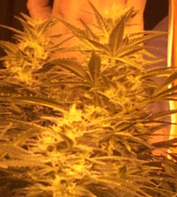 white widow 30 days into flowering