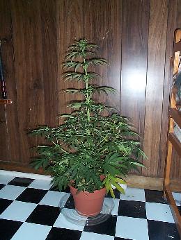 This is my only male out of 4 plants. I got lucky. This is about one week after flowering started. I got rid of him fast.