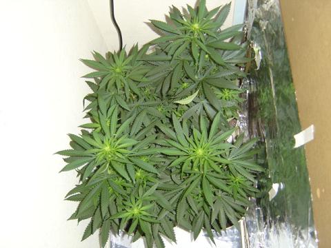 Things really sky rocketed through like the 6th week of veg, and the 1st week of 12/12 to create these. Enjoy the cycle, Ill keep it updated too.