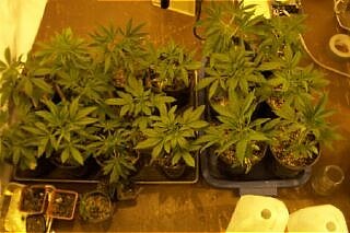 here are the plants, which had an excellent germ rate. We have here are 2 Afghan, 5 Big Bud, 5 Donkey Dick and 4 of Marc's indoor mix.
The arrow shows 1 Mix and 1 Afghan which I somehow missed watering for a couple days (DUH).