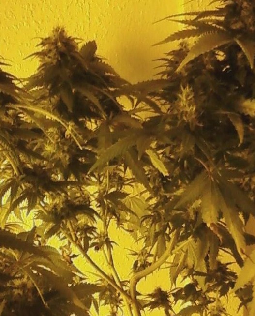 super cropped her and the next lower brances grew all those buds and also looks fucked up because it was a mother