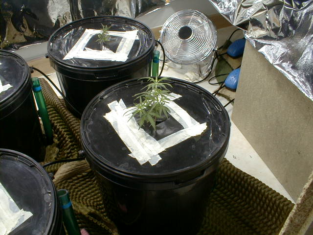 4 jack herer at about 2 weeks old