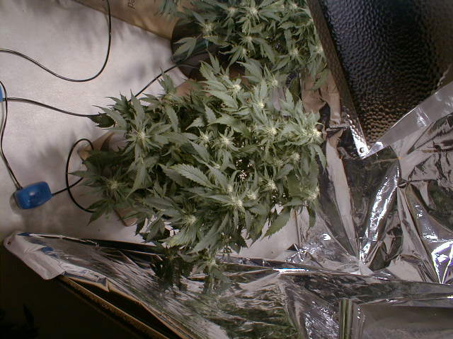 small but nice