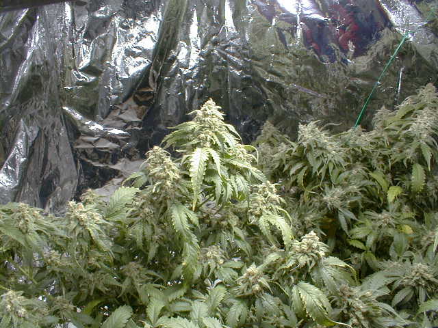 starting the flush,nearly there