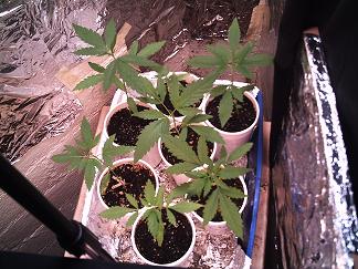 This is a group shot.  They sure have gotten bigger...