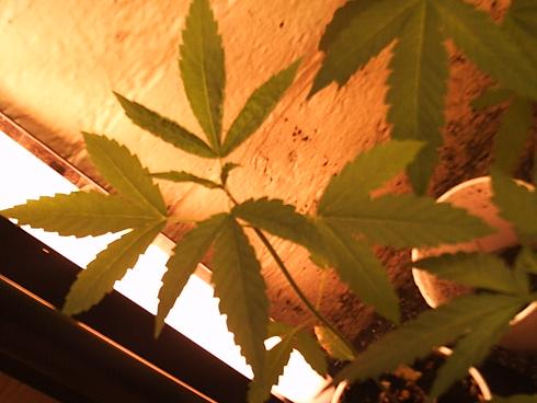 Yessss, more leaves.  More LEAVES!!!
I can start to smell the weed leaf smell, Ahhhhhhhhhhh.