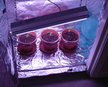 Garden of 102 at 3 Weeks