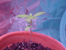 Close Up of Big Daddy at 3 Weeks
